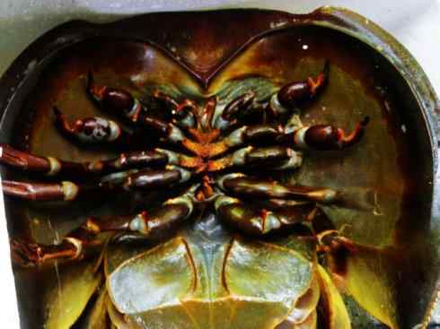 自然奇观：动物大迁徙(鲎)