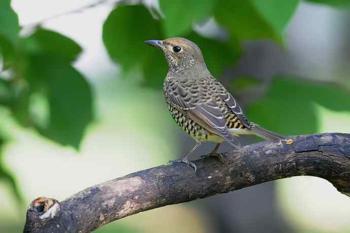 【综合】蓝歌邀宠 wbr五喉闹秋