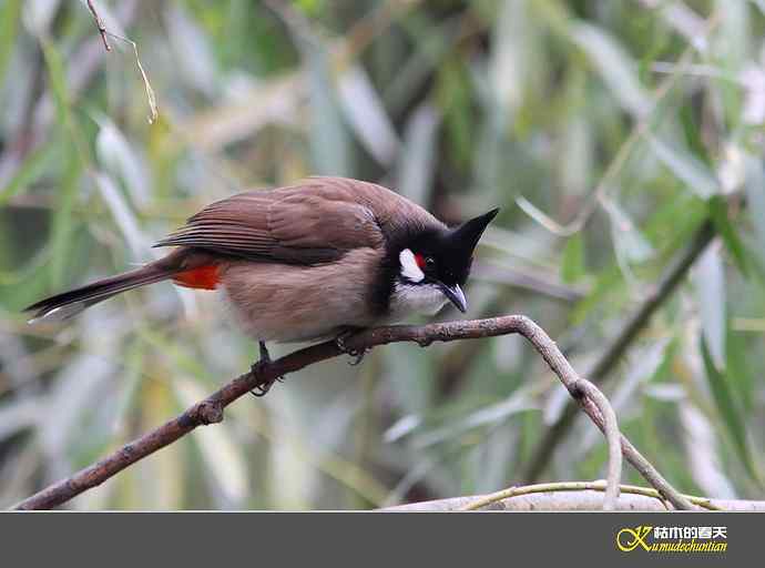 红耳鹎【实拍】
