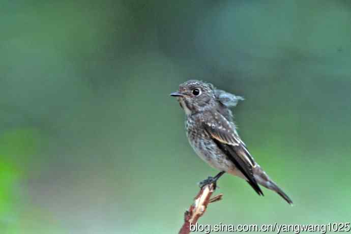 烏鶲（亚成鸟）1