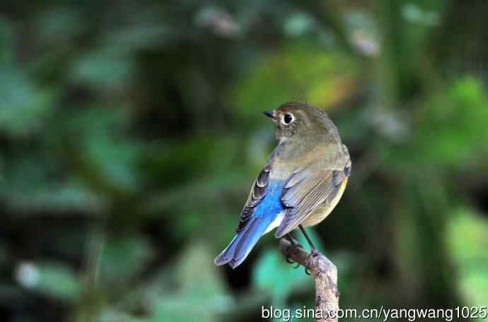 雌性红胁蓝尾鸲（62）