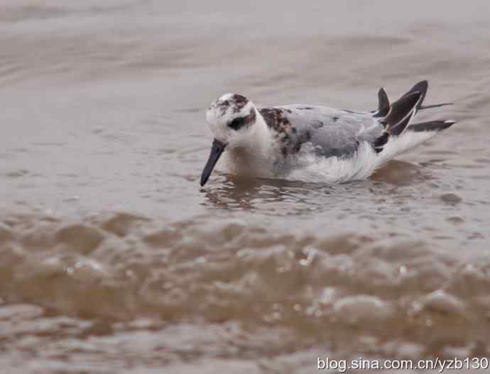 小洋口罕见过境鸟——红颈瓣蹼鹬（组图，5张图片）