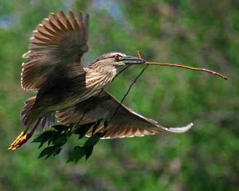 拍摄鹭鸟小结（组图，10张）