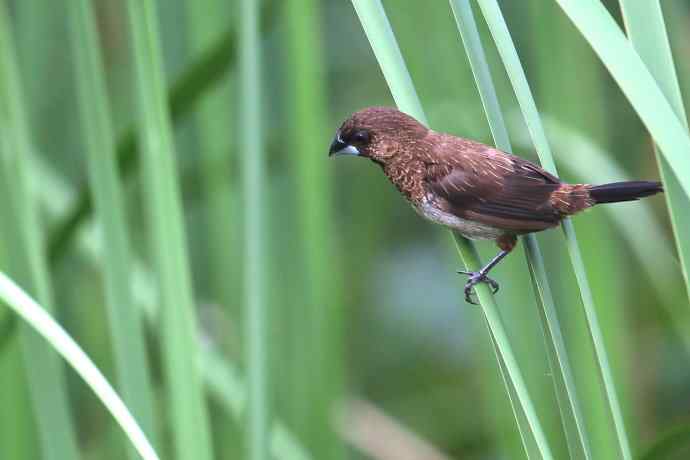 摄鸟拾趣（十） wbr白腰文鸟