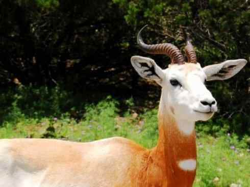 麒麟：传说的兽原型探秘（鹿羚）