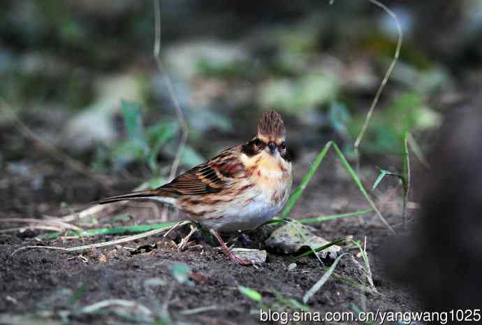 雌性黄喉鹀（11）