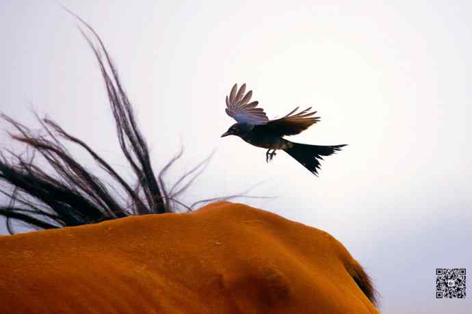 黑卷尾空中抓虫和戏马尾