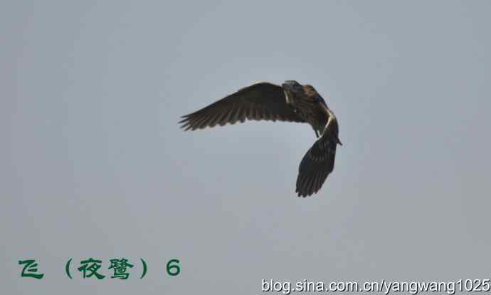 飞(夜鹭) wbr6 飞(夜鹭) wbr6