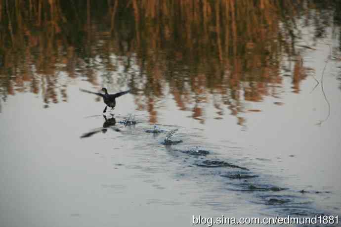 崇明东滩湿地公园十一月鸟况-望远镜打鸟
