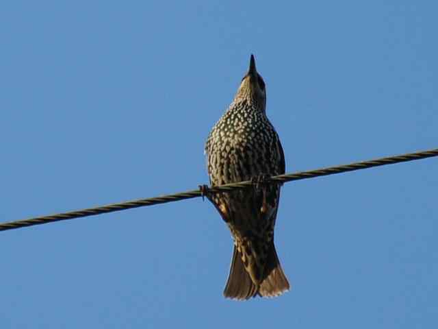 【亚平宁半岛之旅 wbr. wbr紫翅椋鸟】 【亚平宁半岛之旅 wbr. wbr紫翅椋鸟】