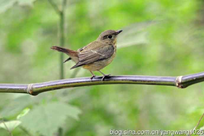 雌性绿背姬鶲（14）