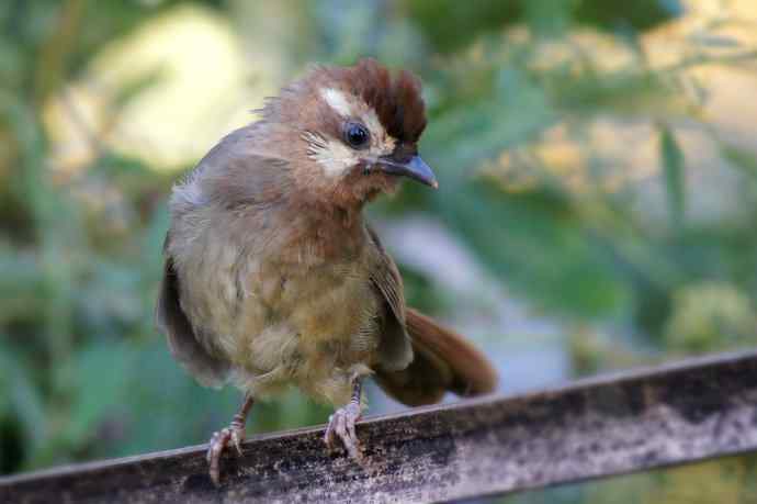 近几天拍到的鸟（拍鸟季来了鈥斺敼！）