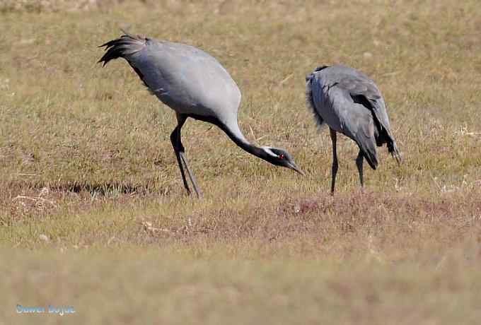 达里诺尔湖的蓑羽鹤
