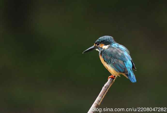 224.可爱小翠---翠鸟之吻