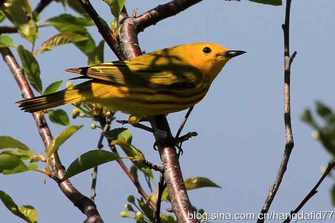 美国鸟类摄影——黄色林莺（3）