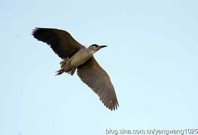 飞(夜鹭)12 飞(夜鹭)12