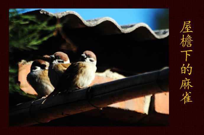 屋檐下的麻雀