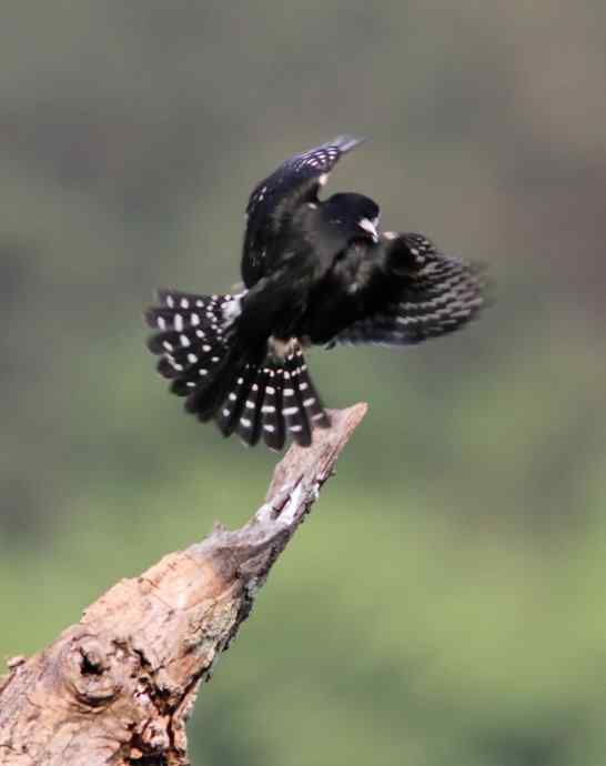 婺源观鸟行之晓起白腿小隼篇 婺源观鸟行之晓起白腿小隼篇