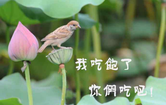 北京紫竹园公园的鸟类——雀儿的表情