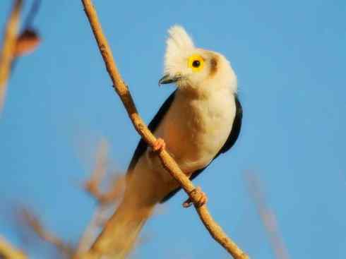 奇特的盔：盔鵙