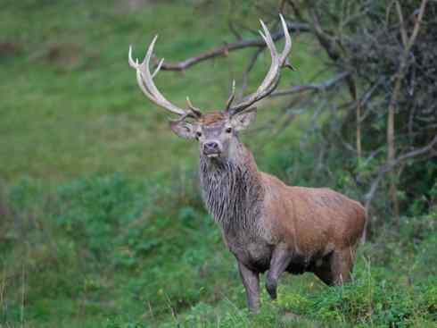 麒麟：传说的兽原型探秘（梅花鹿）