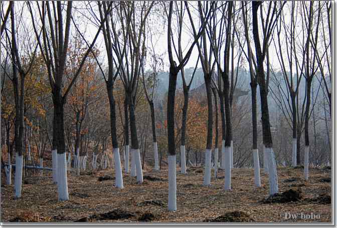 点击图片或使用键盘← →翻页