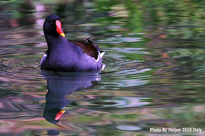 【亚平宁半岛之旅 wbr. wbr趣拍黑水鸡】