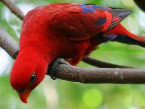 极品红色鸟类：红色吸蜜鹦鹉