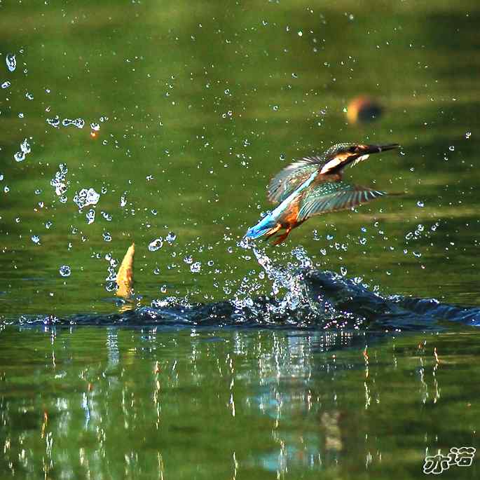 圆明园&nbsp;wbr路&nbsp;wbr跳水健将鈥斺斝〈