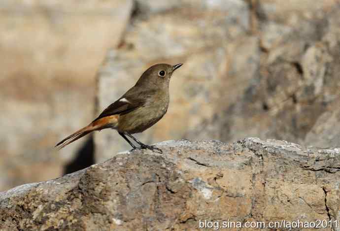 圣诞快乐,敬礼! 圣诞快乐,敬礼!