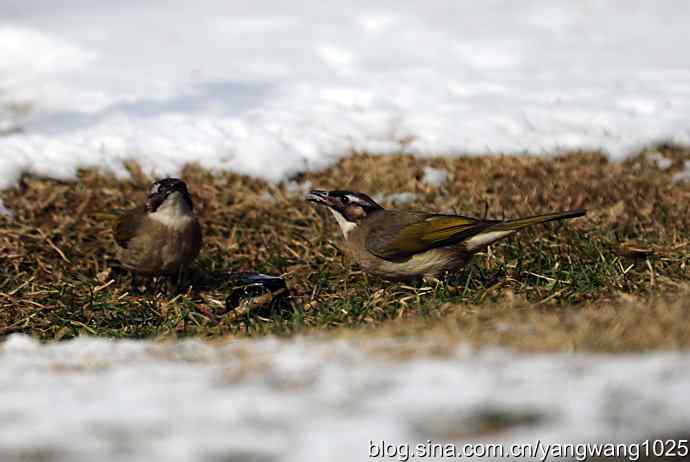 白头鹎（尘封版）