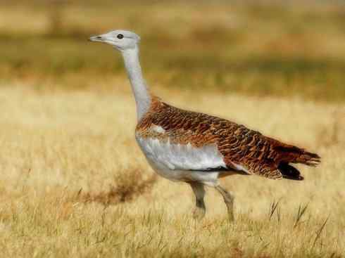 鸟类之最：大鸨