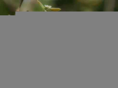 十大鸟类建筑师之二（织布鸟、维达雀）