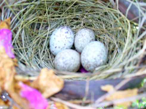 北美红雀出生记