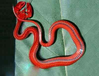 乱伦的后果 乱伦的后果