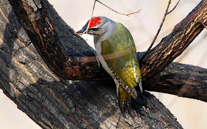 北京植物园赏鸟（十六），灰头绿啄木鸟（组图）