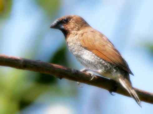 家禽驯化之源之十七