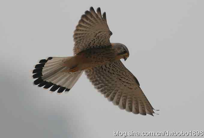 鸟友再聚白河湾 鸟友再聚白河湾