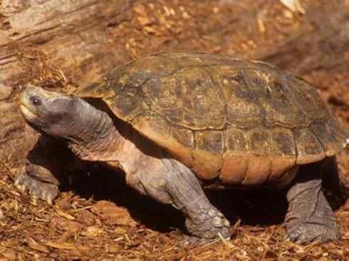 玄武：传说的兽原型探秘（潮龟）