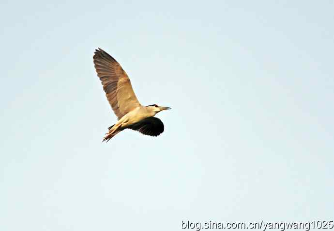 飞(夜鹭)31 飞(夜鹭)31