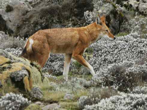 犬科:犬亚科犬属之西门豺、侧纹豺(胡狼类) 犬科:犬亚科犬属之西门豺、侧纹豺(胡狼类)