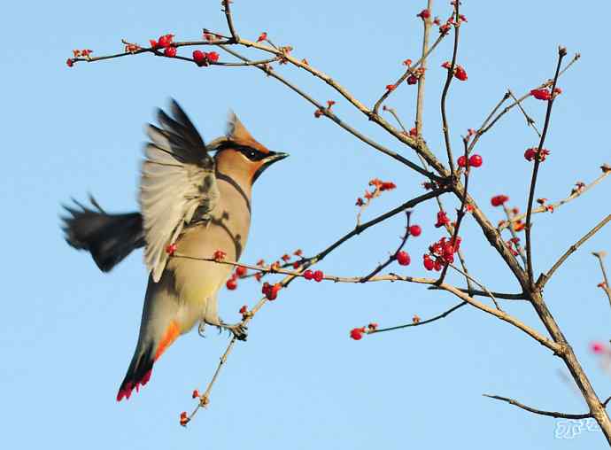 北京植物园&nbsp;wbr路&nbsp;wbr大（小）太平鸟