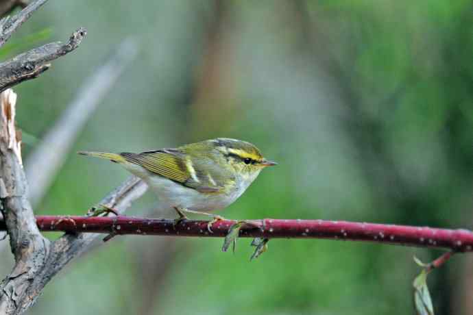 黄腰柳莺（26）