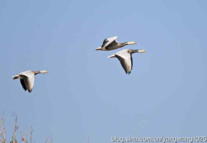 斑头雁（抓拍）13