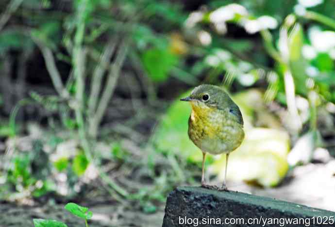 蓝歌鸲(雌)1 蓝歌鸲(雌)1