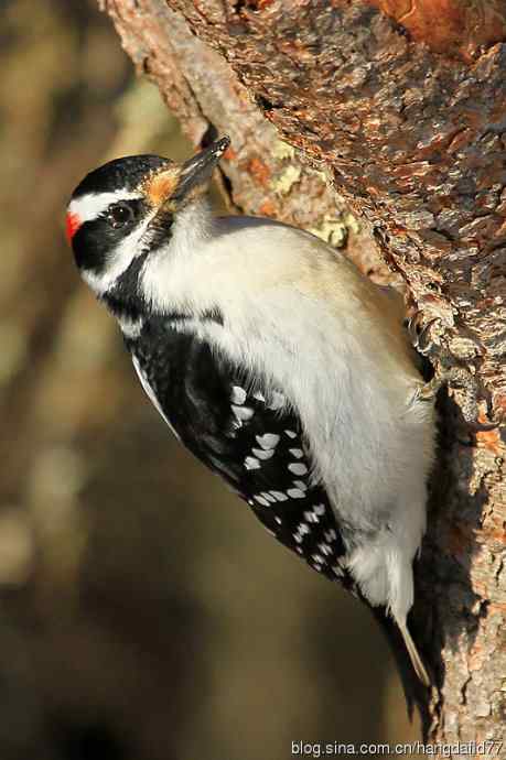 毛发啄木鸟（4）
