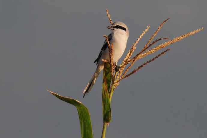 阿穆尔隼:野鸭湖黎明观猛* 阿穆尔隼:野鸭湖黎明观猛*