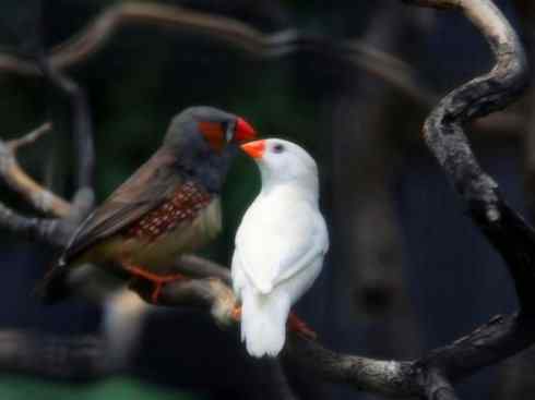 家禽驯化之源之十七