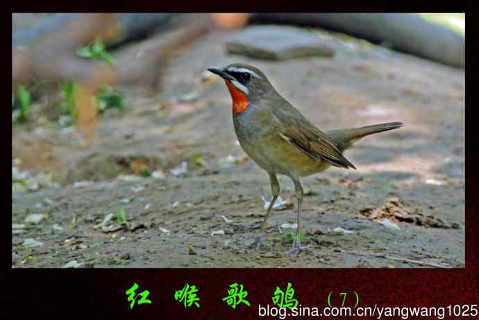 红喉歌鸲（7）