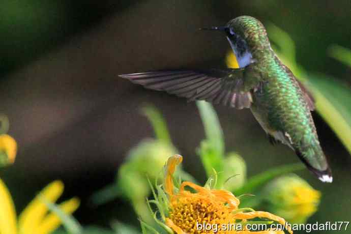 蜂鸟与向日葵（2）